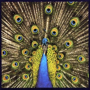 The Bluetones – Expecting To Fly (CD)